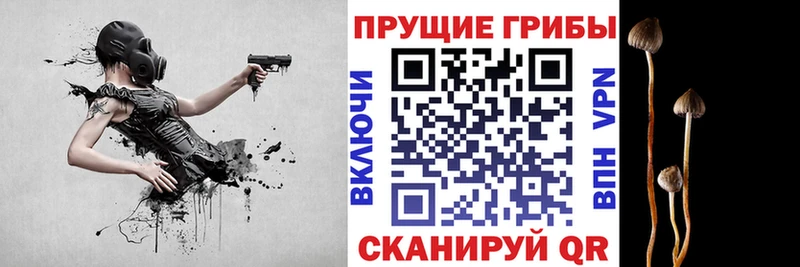 кракен ссылки  Звенигород  Псилоцибиновые грибы GOLDEN TEACHER  где можно купить  